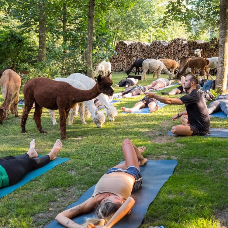 Yoga inmitten Alpakas – Oetwil am See